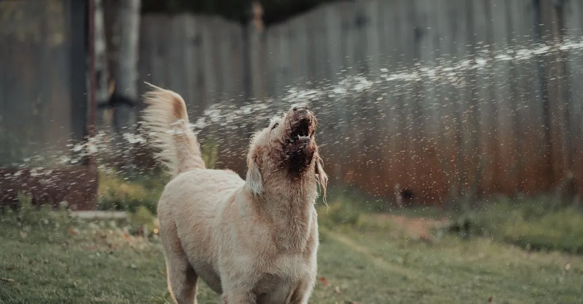 Golden Retriever joyfully playing with water in a sunny backyard setting.
