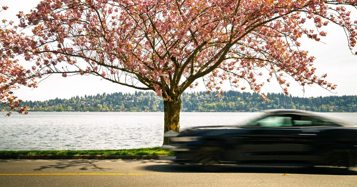 A scenic spring view of a cherry blossom tree next to a blurred car along a Seattle waterfront.